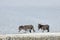 Donkeys on road