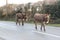 Donkeys on the road in the New Forest