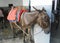 Donkeys with saddles stand in the city of Lindos. The Island Of