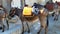 Donkeys with saddles stand in the city of Lindos. The Island Of