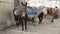 Donkeys with saddles standing in the street, men sitting on basement nearby