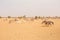 Donkeys in the Sahara desert, in Mauritania