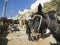 Donkeys in Santorini