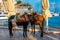 Donkeys at the seaside promenade at the port of Hydra in Greece