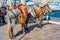 Donkeys at the seaside promenade at the port of Hydra in Greece