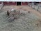 Donkeys seen from catwalk at Terry Bison Ranch Cheyenne Wyoming