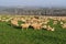 Donkeys and sheep together on a pasture