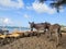 Donkeys on Shela beach
