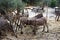 Donkeys in a shelter in Sicily