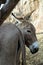 Donkeys in a shelter in Sicily