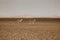 Donkeys standing in Sahara desert, Morocco.