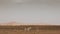 Donkeys standing in Sahara desert, Morocco.