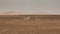 Donkeys standing in Sahara desert, Morocco.