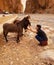 Donkeys on the streets of Todgha Gorge, Morocco