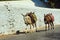 Donkeys on the streets of the town of Lindos