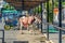 Donkeys in the town of Mijas, Andalusia, southern Spain