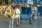 Donkeys in the town of Mijas, Andalusia, southern Spain