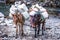 Donkeys on the trail in Nepalese Himalayas