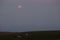 Donkeys under a moon eclispe