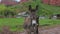 Donkeys In The Village Of Jety Oguz