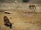 Donkeys on volcanic island of Santorini