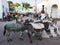 Donkeys wait to be loaded on market square in city of Jugol. Harar. Ethiopia.