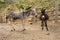 Donkeys waiting on dusty road