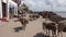 Donkeys walking down the street Lamu Island