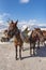 Donkeys walking, Greece