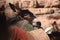 Donkeys working as transport and pack animals in Petra, Jordan. Persistent animals used to transport tourists around the ancient