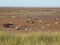 Donna Nook Grey Seal Colony Lincolnshire Uk