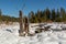 Donner Memorial State Park dead trees and snow