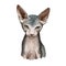 Donskoy, Don Sphynx or Russian Hairless cat isolated on white. Digital art illustration of hand drawn kitty for web. Hairless pet
