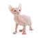 Donskoy sphynx albino hairless cat isolated