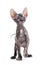 Donskoy sphynx hairless cat isolated