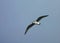 Donsstormvogel, Soft-plumaged Petrel, Pterodroma mollis