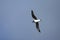 Donsstormvogel, Soft-plumaged Petrel, Pterodroma mollis