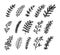 Doodle branch. Floral hand drawn set. Vector decorative leaves.