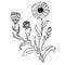 Doodle calendula officinalis plants drawn contour