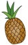 Doodle cartoon whole pineapple fruit. For menu, farmers market design, cocktail making process illustration, cookbook