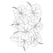 doodle coloring page of hibiscus flower illustration with line art stroke