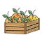 Doodle delicious oranges fruits inside wood basket