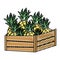 Doodle delicious pineapples fruits inside wood basket