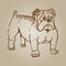 Doodle drawing of young bulldog on white background