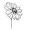 Doodle flower of chamomile, hand drawn illustration