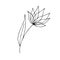 Doodle flower icon lotus. Hand drawn line brush element for wedding, birthday, greeting cards or print for the balloon