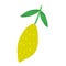 Doodle lemon isolated on white background. Summer fruit vector illustration