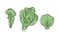 Doodle lettuce. Hand drawn stylish fruit and vegetable. Vector artistic drawing fresh organic food. Summer illustration vegan ingr