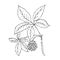 Doodle plants Siberian ginseng is a medicinal plant
