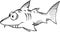 Doodle Shark Vector